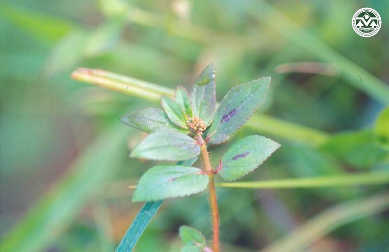 Euphorbia serpens