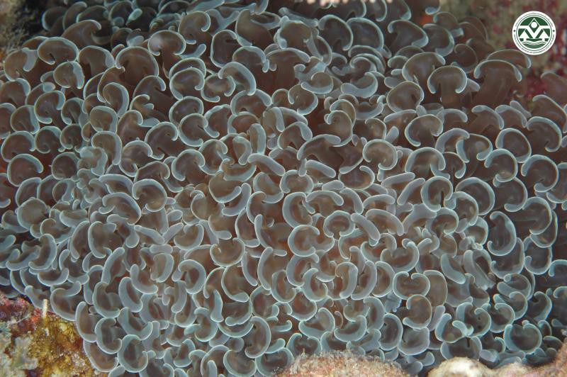 Euphyllia ancora