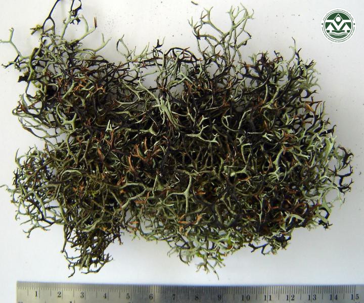 Everniastrum cirrhatum