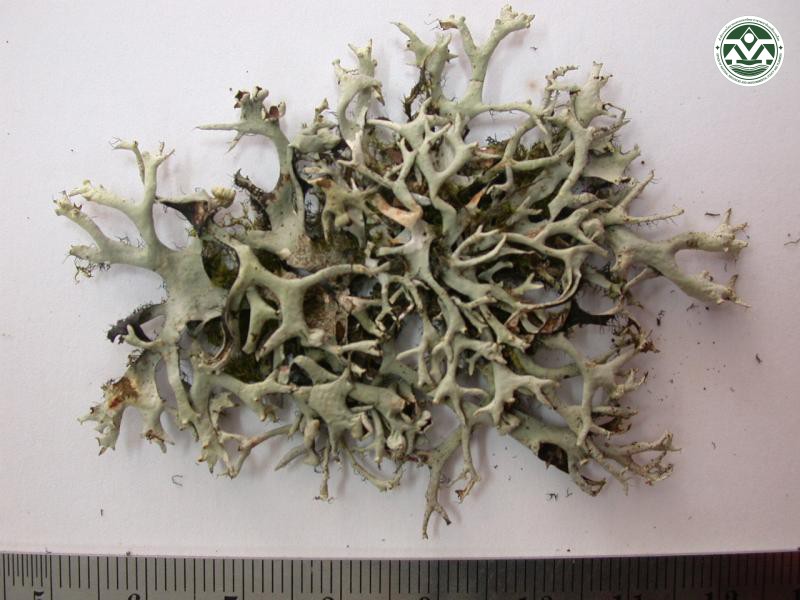 Everniastrum nepalense