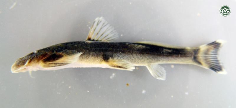 Exostoma labiatum