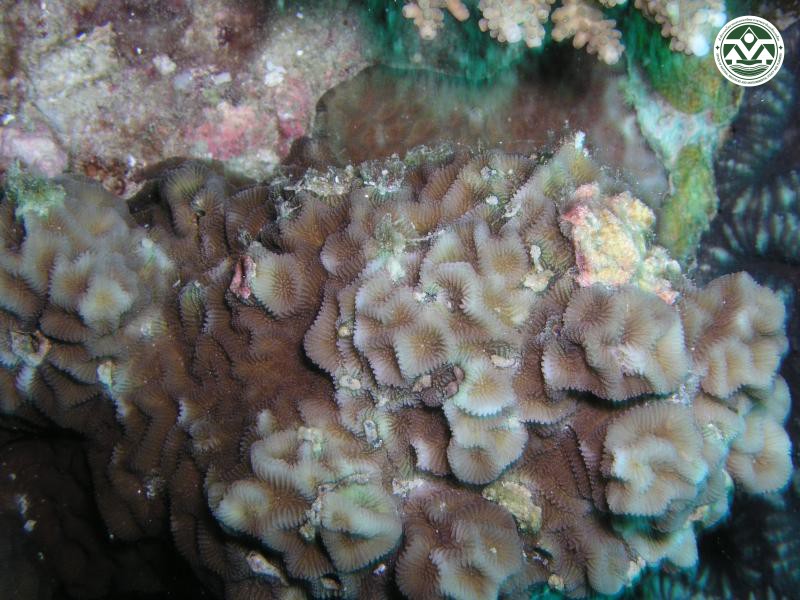 Favites halicora