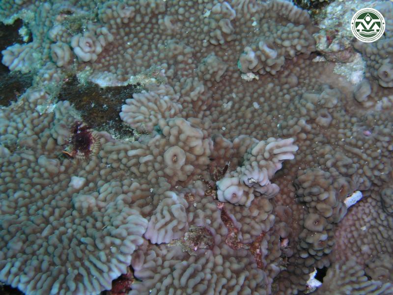 Favites pentagona
