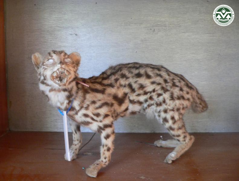 Felis bengalensis