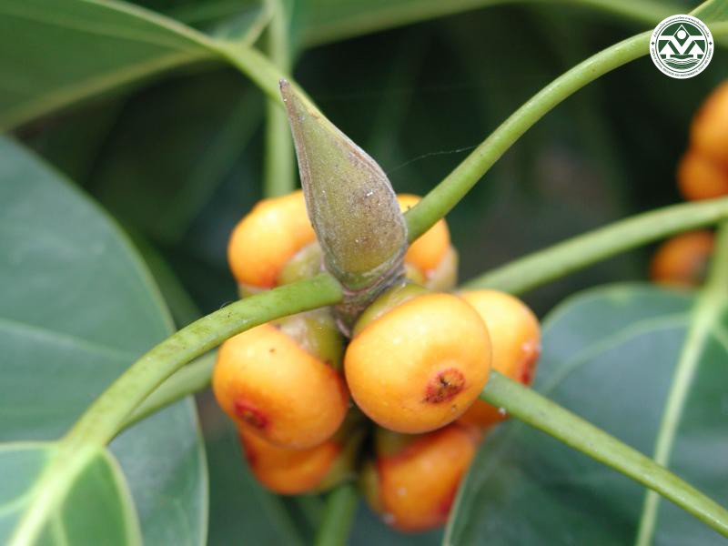 Ficus callophylla