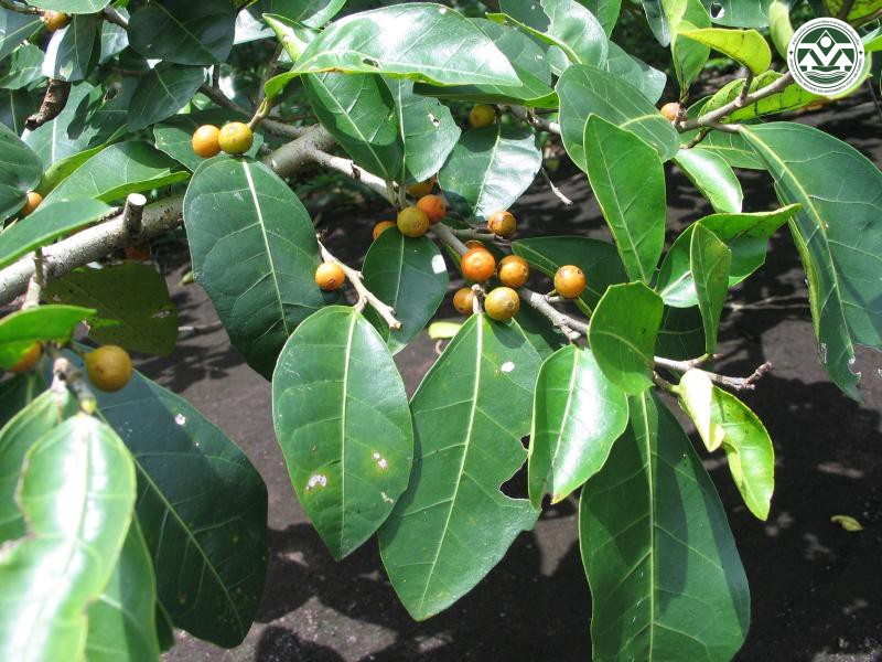 Ficus tinctoria