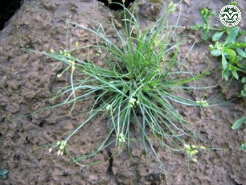 Fimbristylis dichotoma