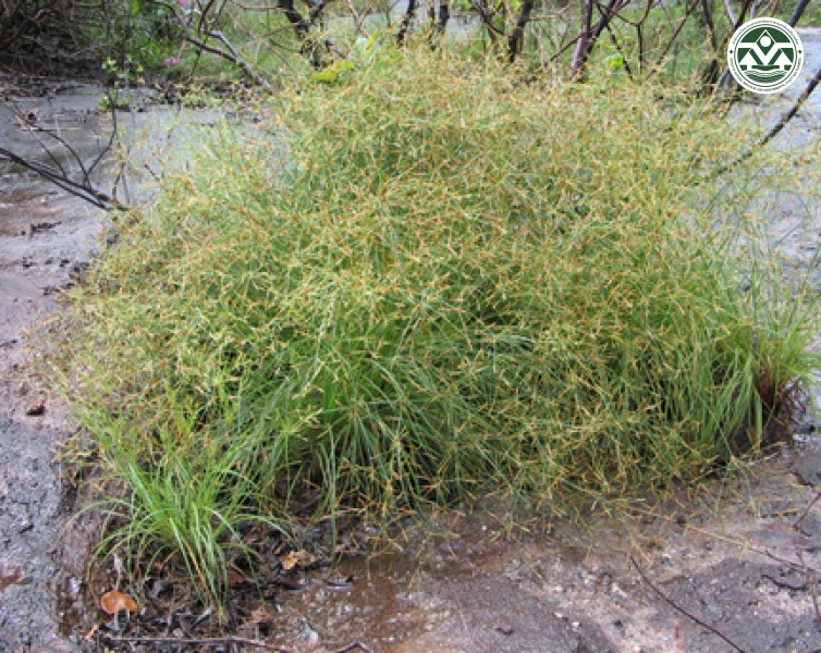 Fimbristylis hookeriana