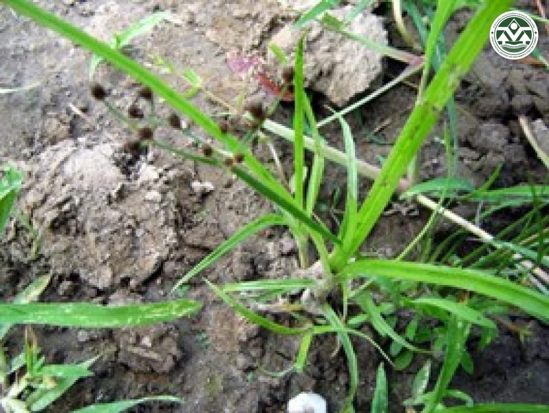 Fimbristylis miliacea