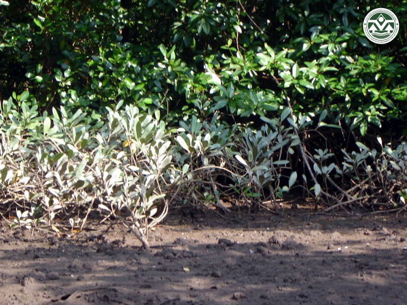Finlaysonia maritima