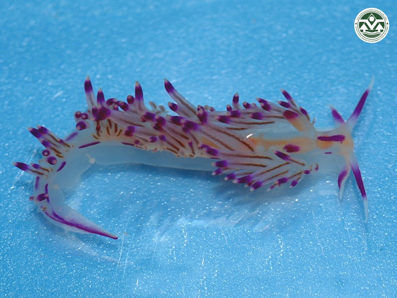 Flabellina rubrolineata