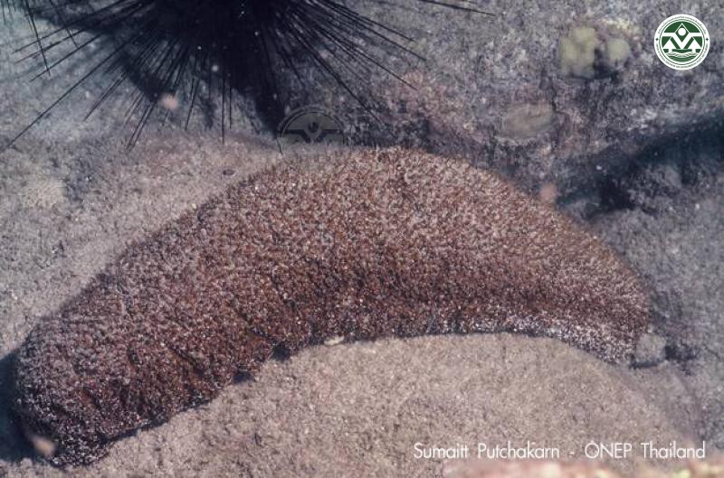 Actinopyga echinites