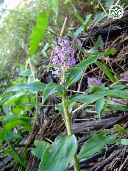 Floscopa scandens