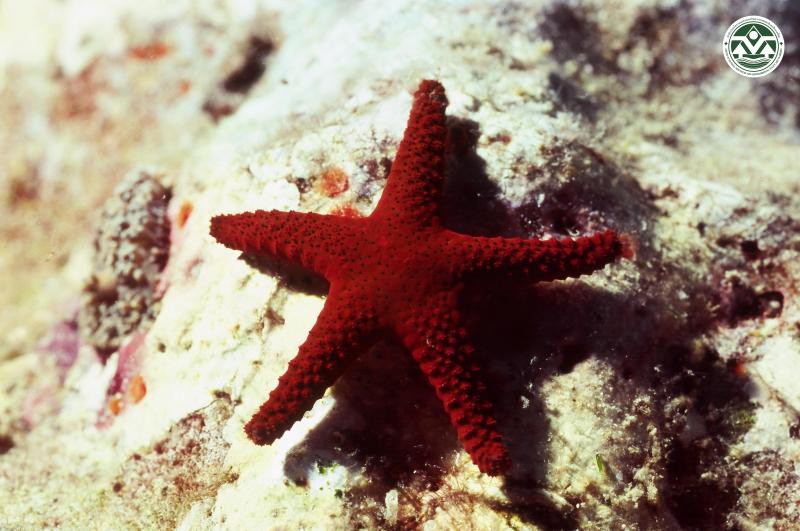 Fromia hemiopla