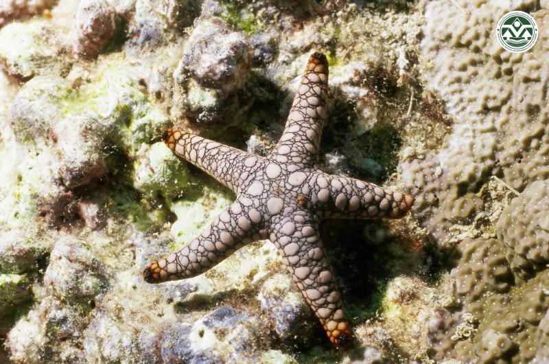 Fromia indica