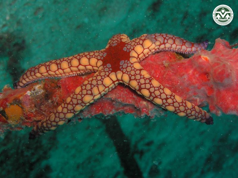 Fromia monilis
