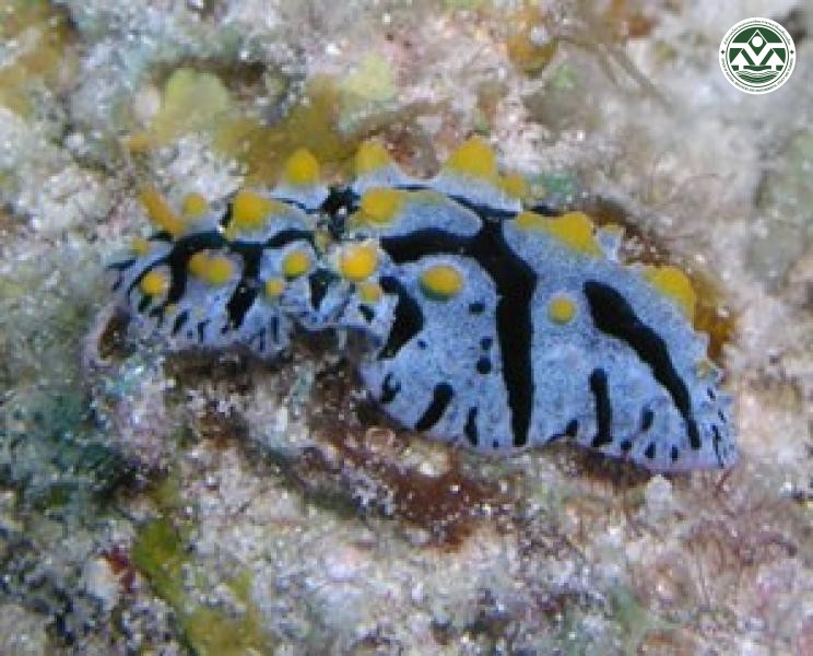 Fryeria marindica