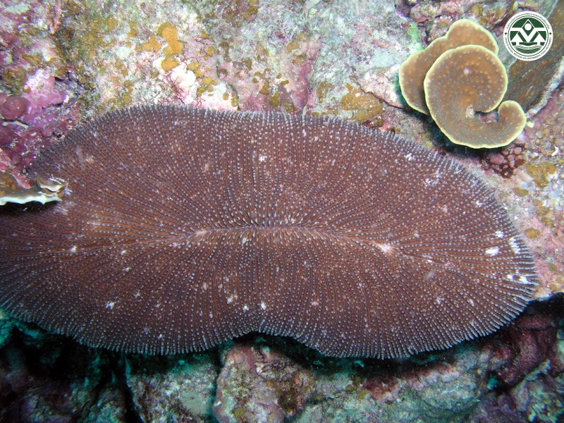 Fungia echinata