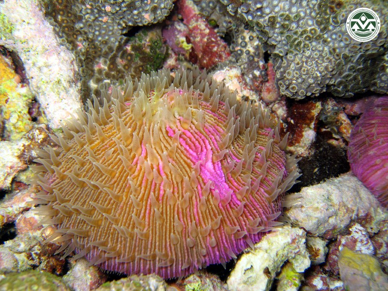 Fungia fungites