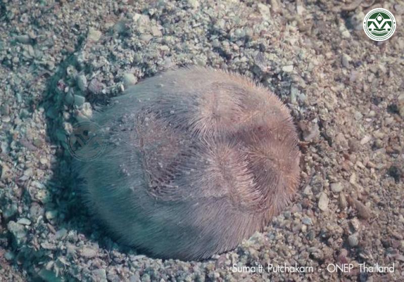 Metalia sternalis