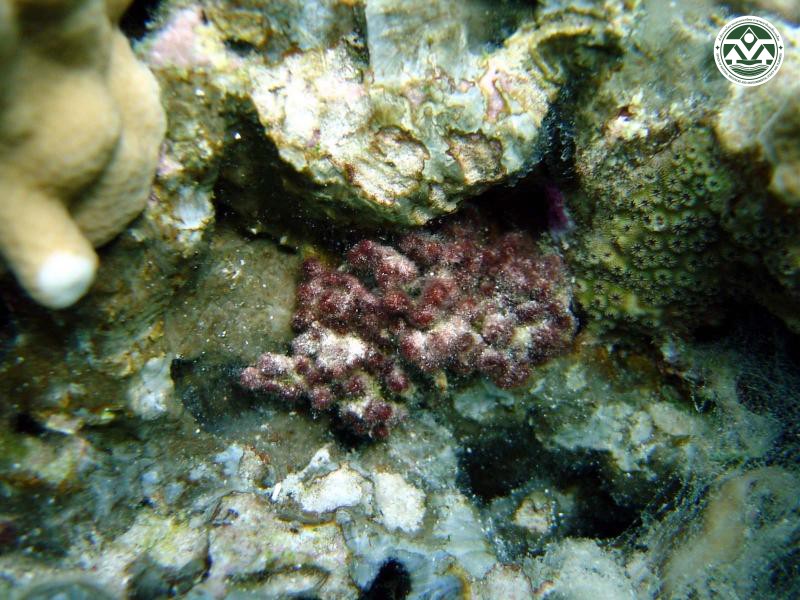 Galaxaura filamentosa