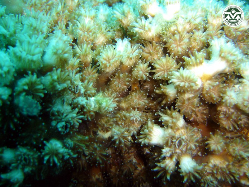 Galaxea astreata