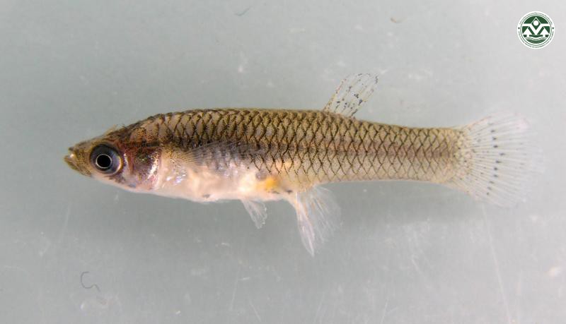 Gambusia affinis