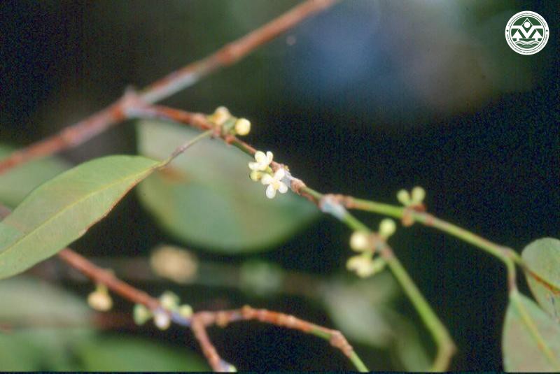 Garcinia speciosa