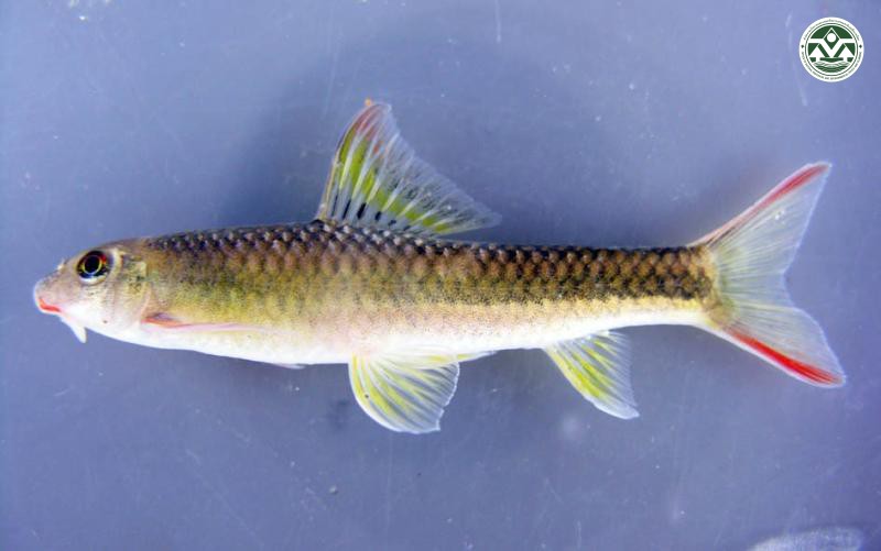 Garra cambodiagensis