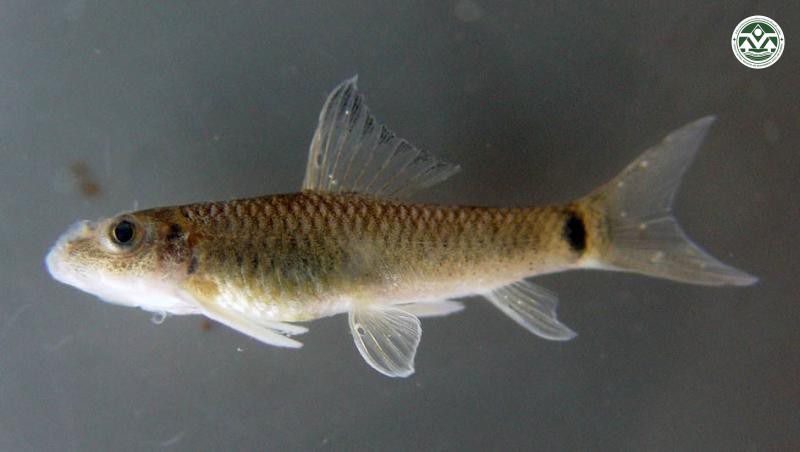 Garra fasciacauda