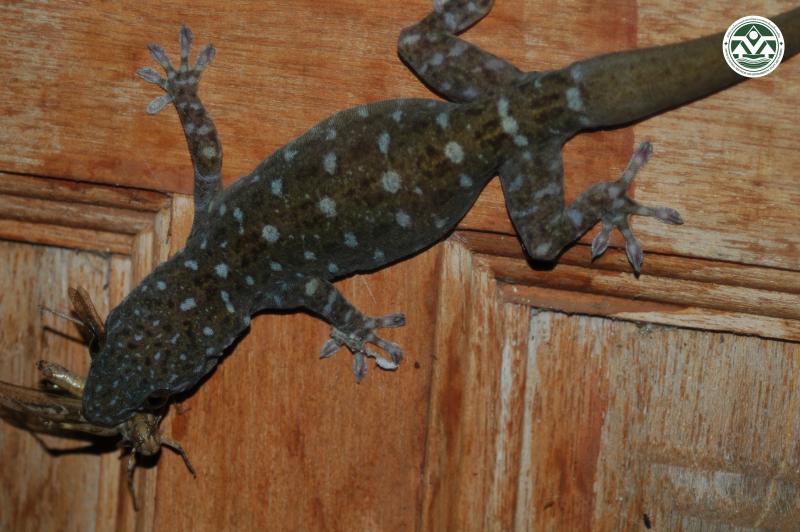 Gekko petricolus