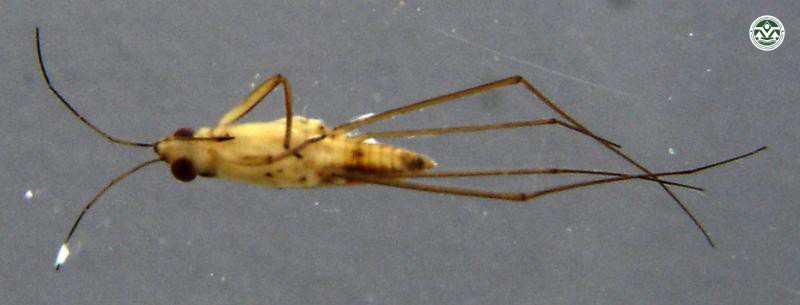 Gerris najas
