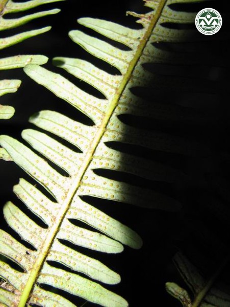 Gleichenia blotiana