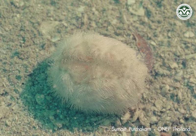 Brissopsis luzonica