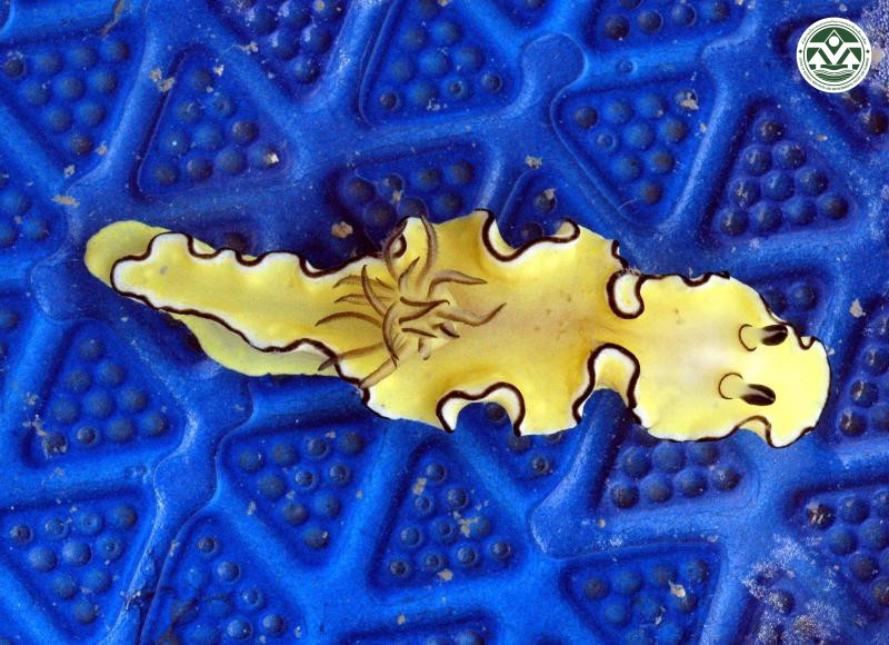 Glossodoris atromarginata