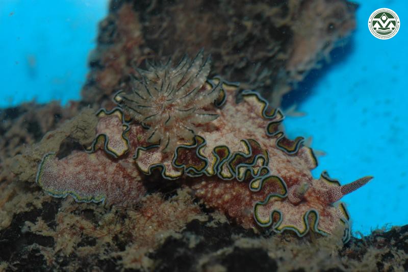 Glossodoris cincta