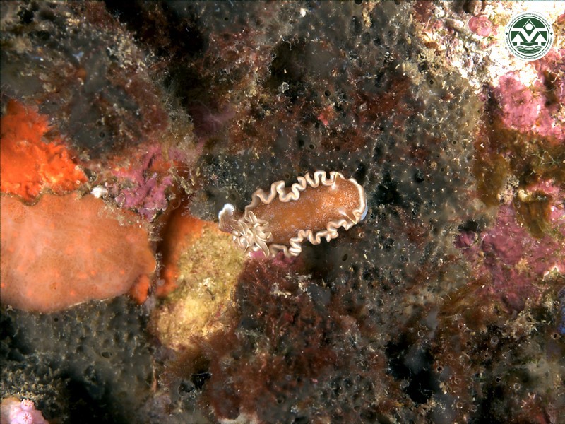 Glossodoris rufomarginata