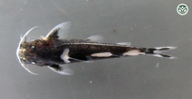 Glyptothorax dorsalis