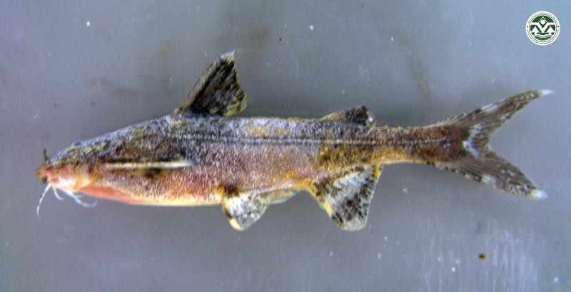 Glyptothorax lampris