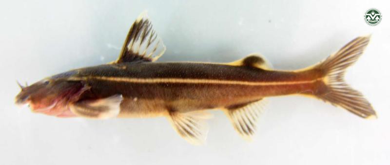 Glyptothorax laoensis