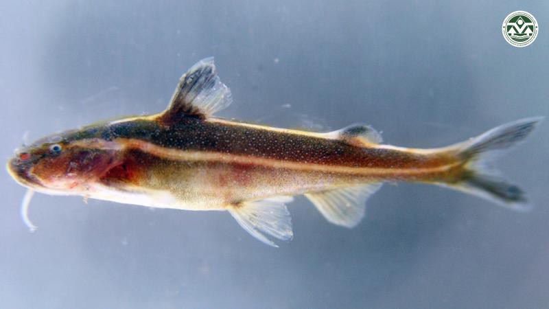 Glyptothorax trilineatus