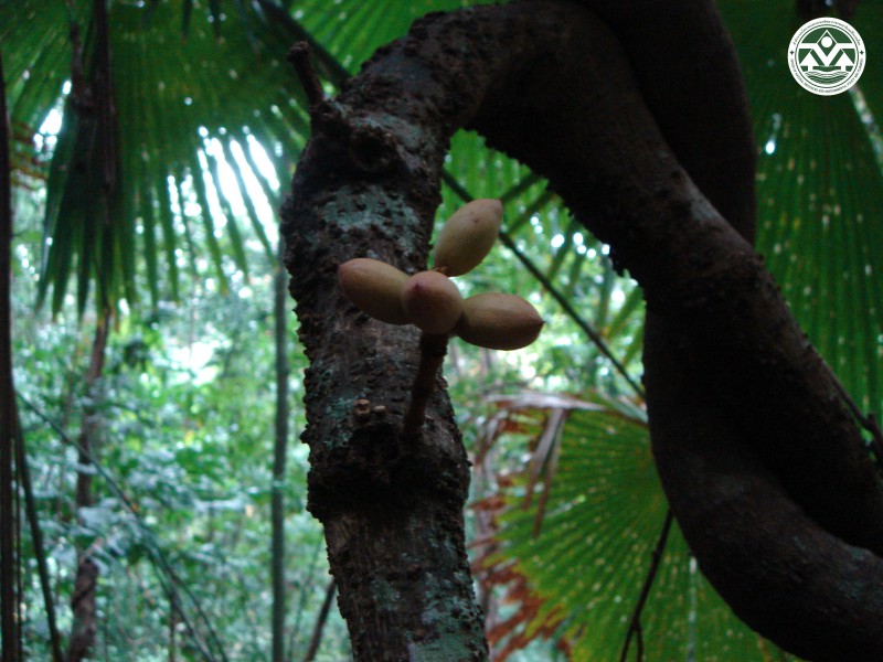 Gnetum microcarpum