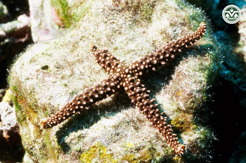 Gomophia egyptiaca