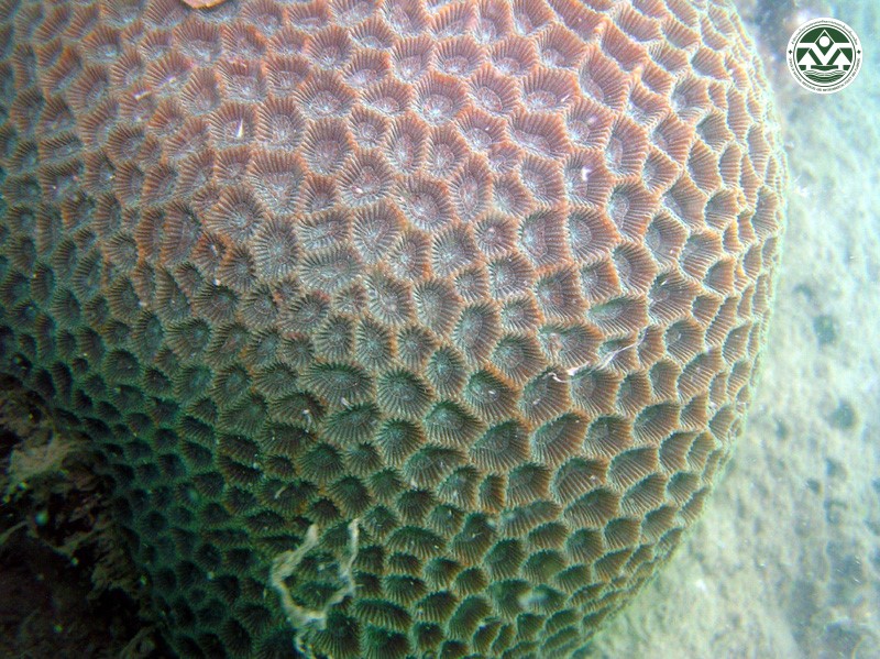 Goniastrea aspera