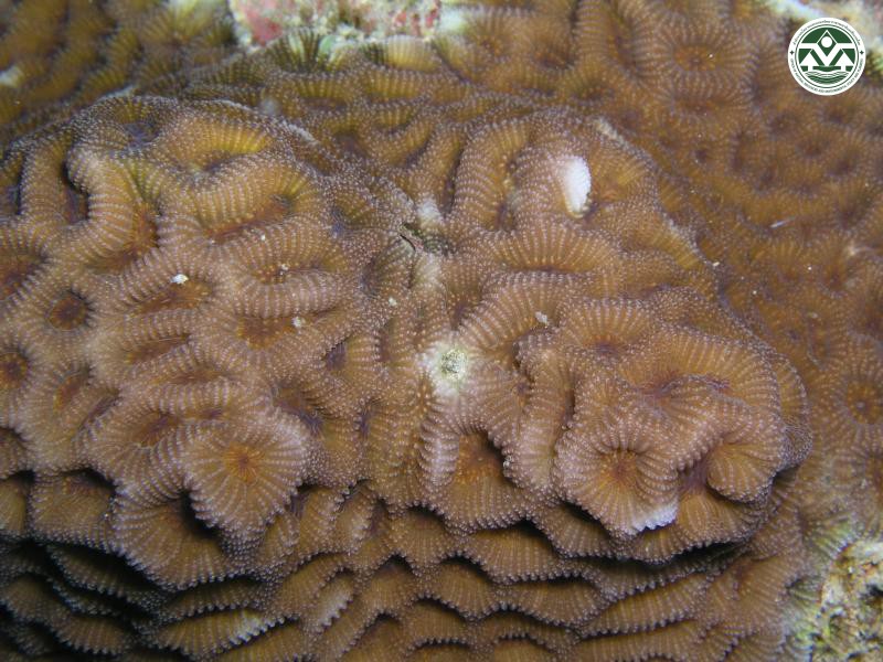 Goniastrea pectinata