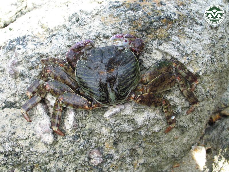 Grapsus albolineatus