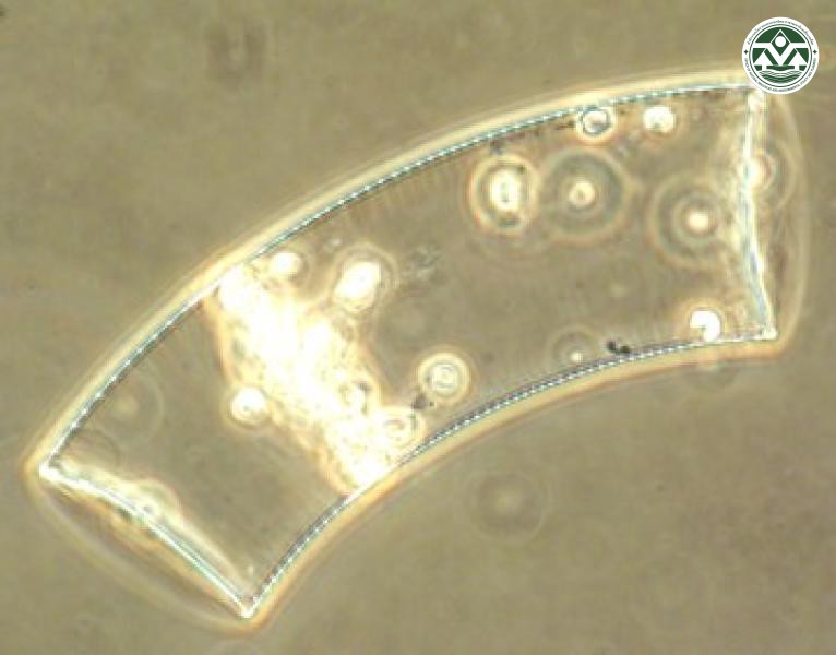 Guinardia flaccida