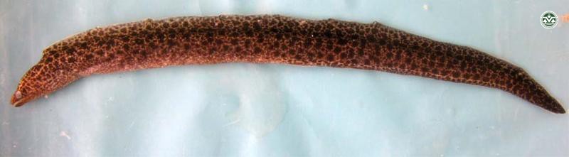 Gymnothorax pseudothrysoides