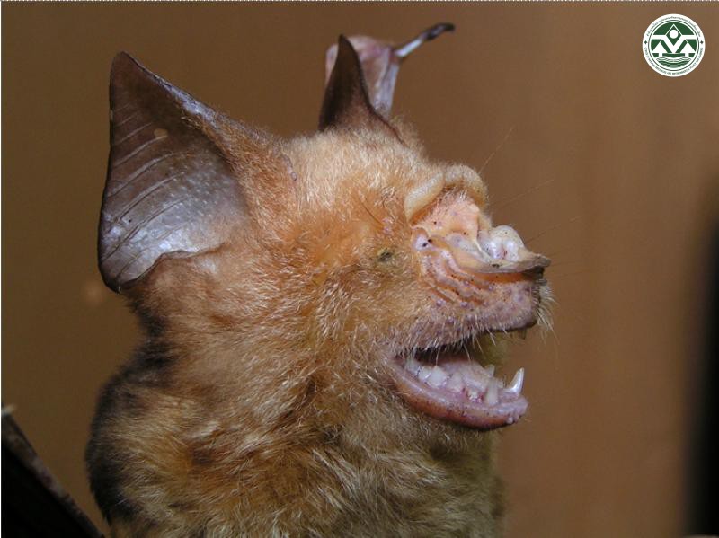 Hipposideros diadema