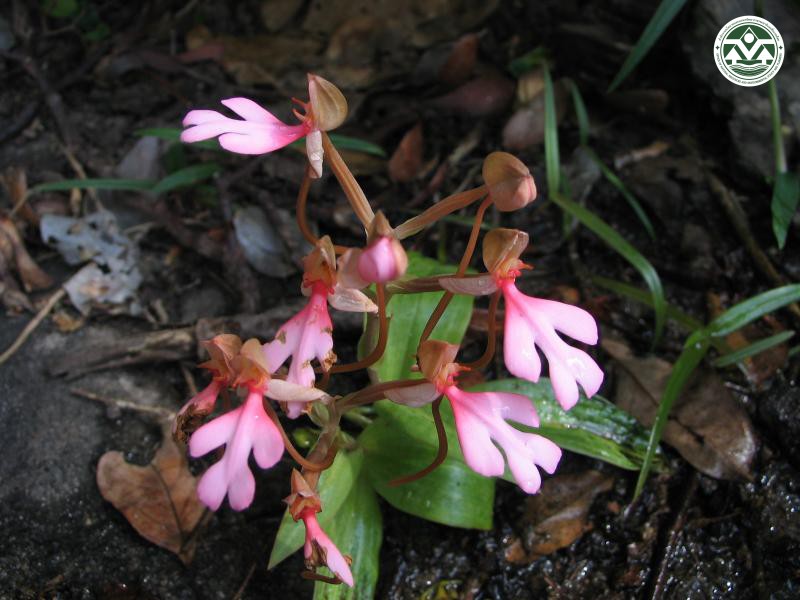 Habenaria rhodocheila